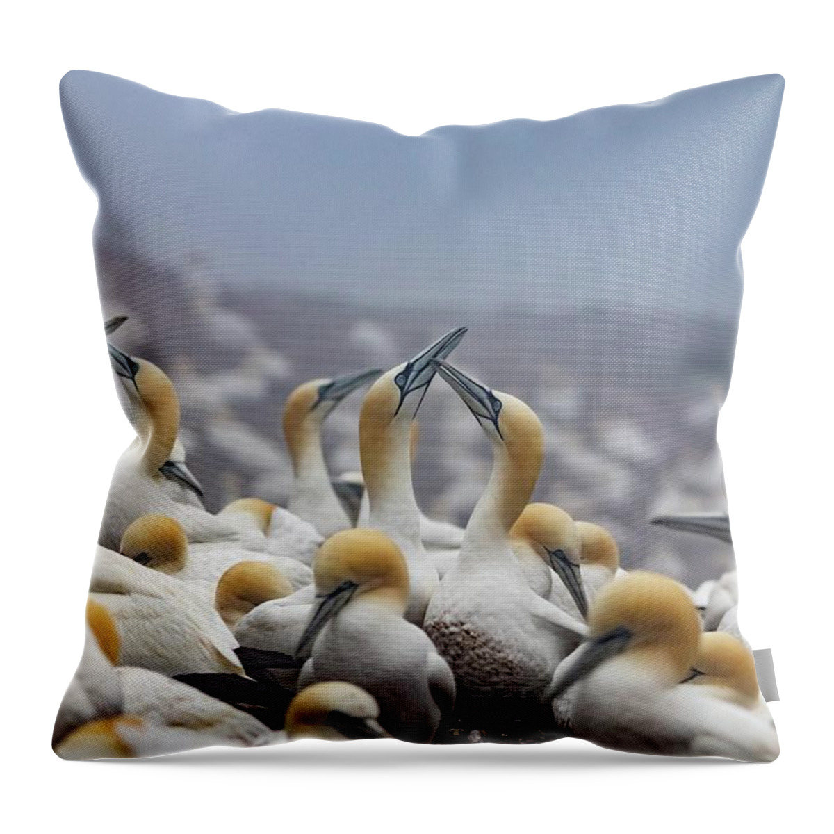 Northern Gannet Throw Pillow featuring the photograph Northern Gannet Colony Bonaventure Island by Marlin and Laura Hum