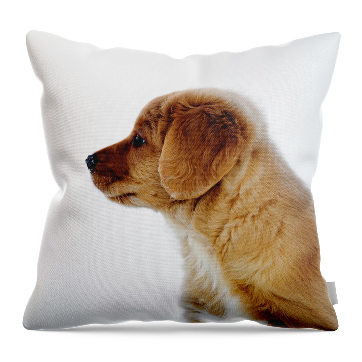 Pets Throw Pillow featuring the photograph Nova Scotia Duck Tolling Retriever by Roine Magnusson