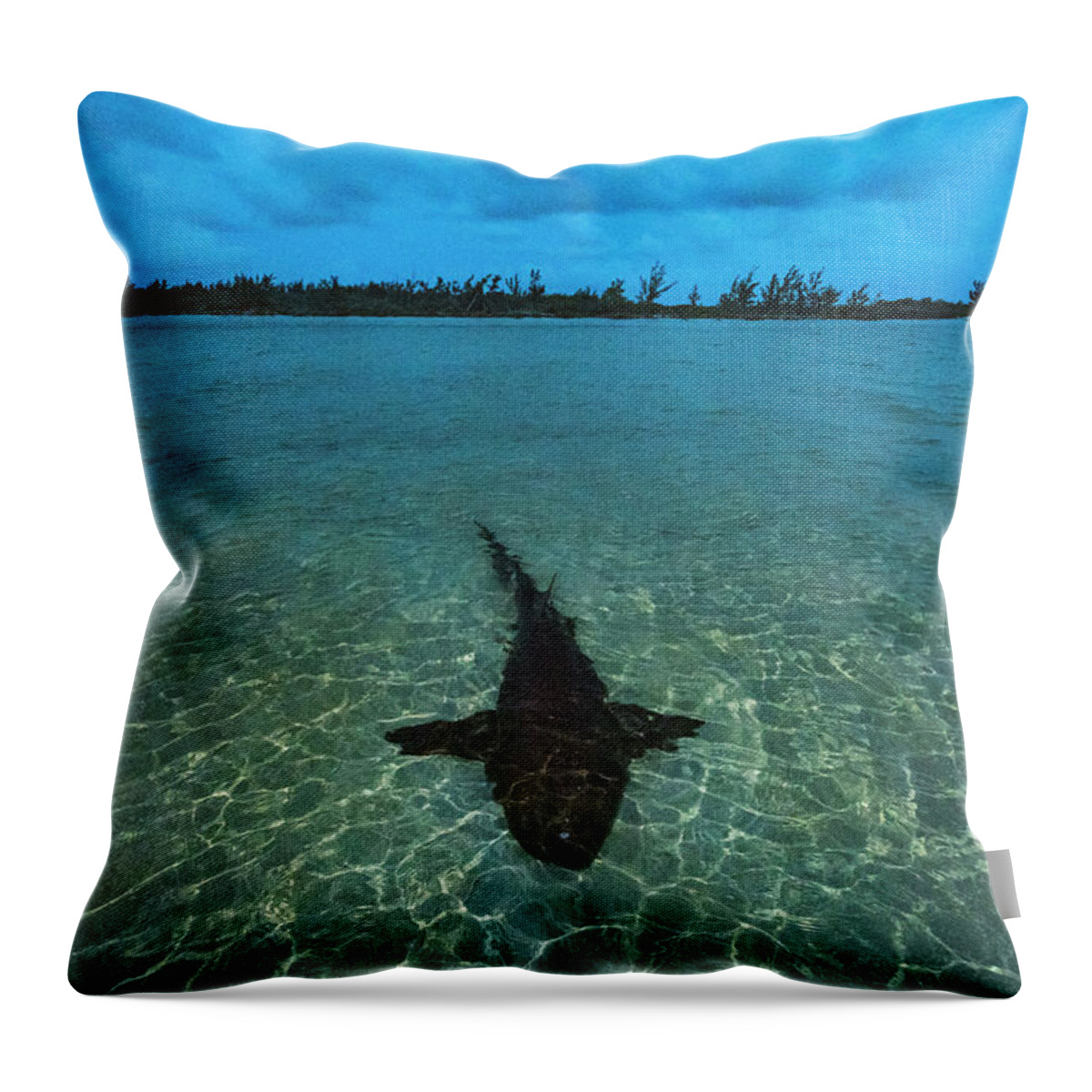 Animal Throw Pillow featuring the photograph Nurse Shark Resting In Shallow Water At Sunset To Save by Shane Gross / Naturepl.com