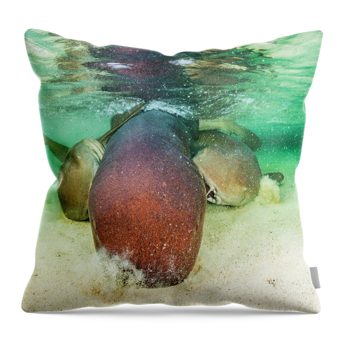 Animal Throw Pillow featuring the photograph Nurse Shark Two Males Bite Onto The Pectoral Fins Of A by Shane Gross / Naturepl.com