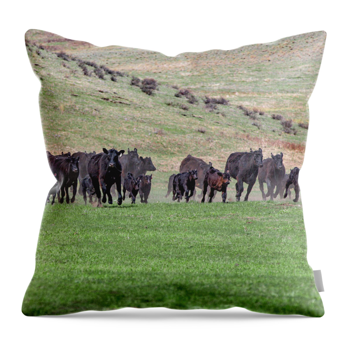 Herd Throw Pillow featuring the photograph Off to the Races by Todd Klassy