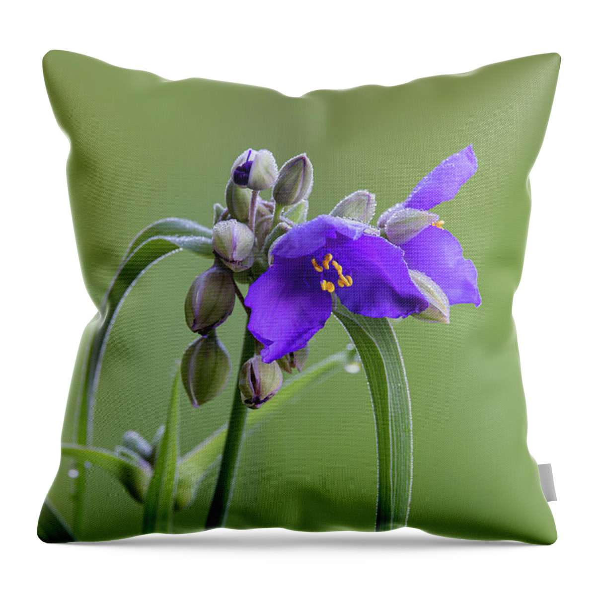 Ohio Spiderwort Throw Pillow featuring the photograph Ohio Spiderwort by Dale Kincaid
