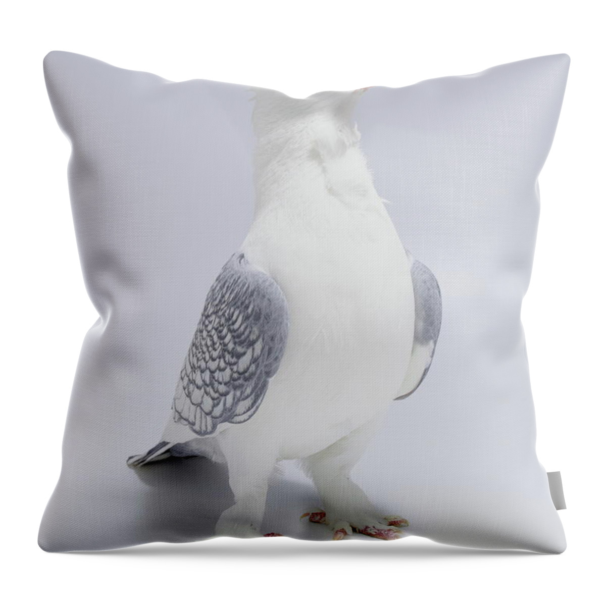 Old Fashioned Oriental Frill Throw Pillow featuring the photograph Old Fashioned Oriental Frill Pigeon by Nathan Abbott