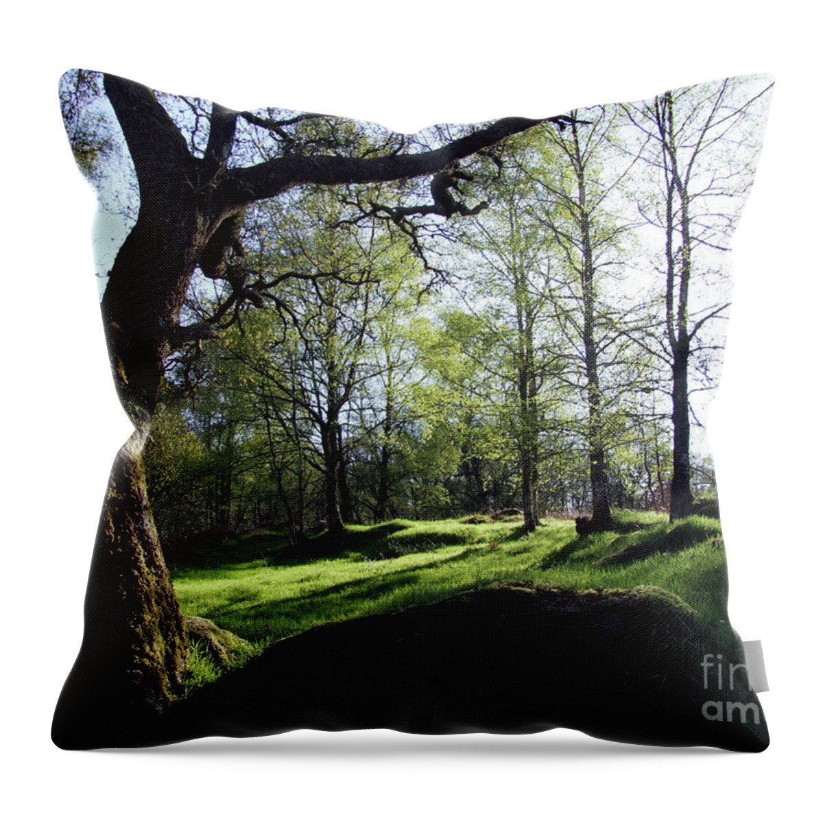 Birchwood Throw Pillow featuring the photograph Old Highland Birchwood by Phil Banks