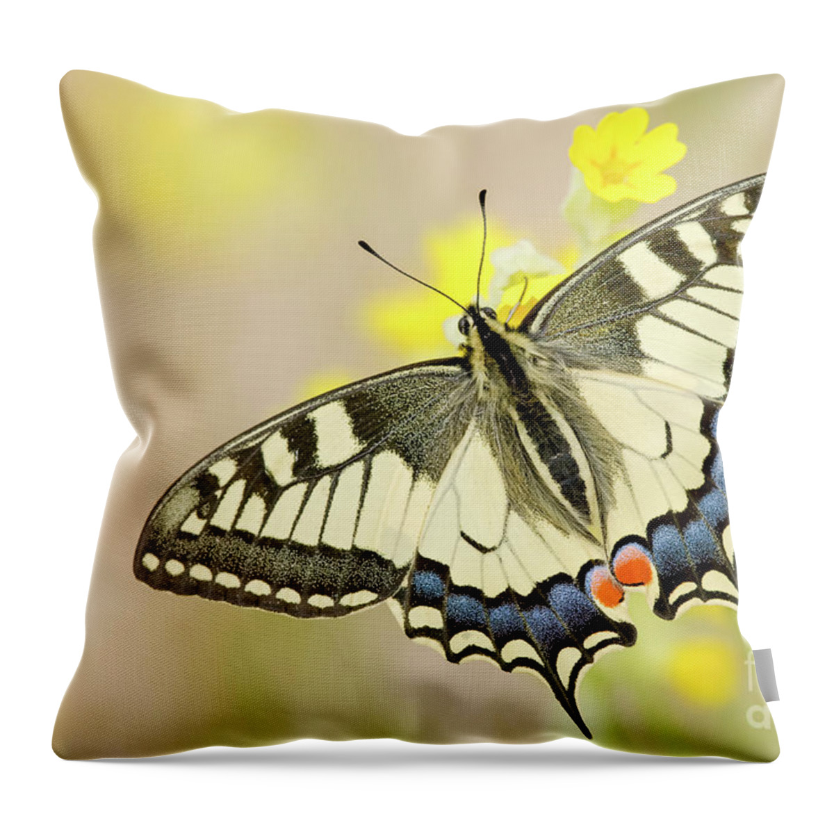 Swallowtail Butterfly Throw Pillow featuring the photograph Old World Swallowtail Papilio Machaon by Karin Rollett-vlcek