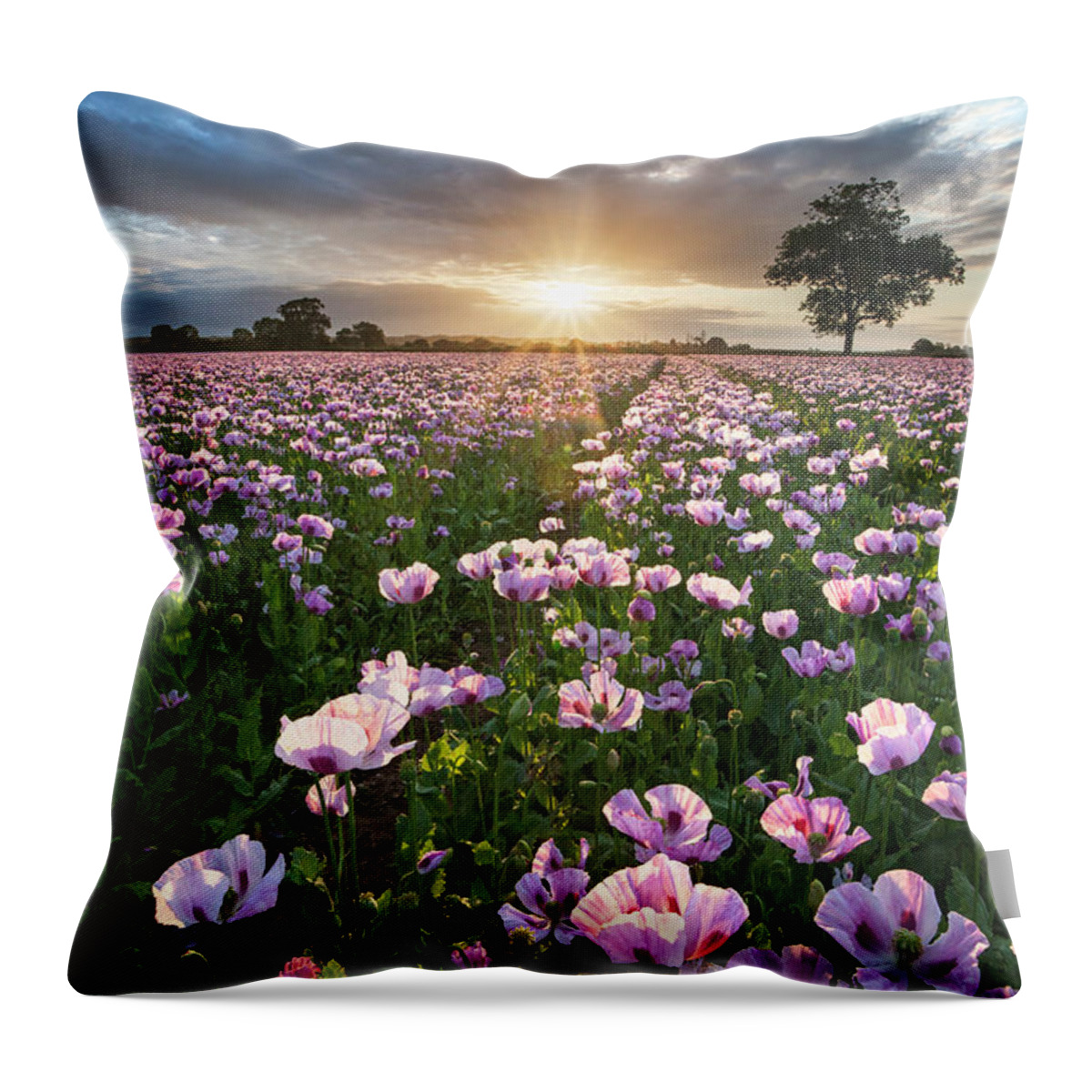 Scenics Throw Pillow featuring the photograph Opium Poppies by Simon J Byrne