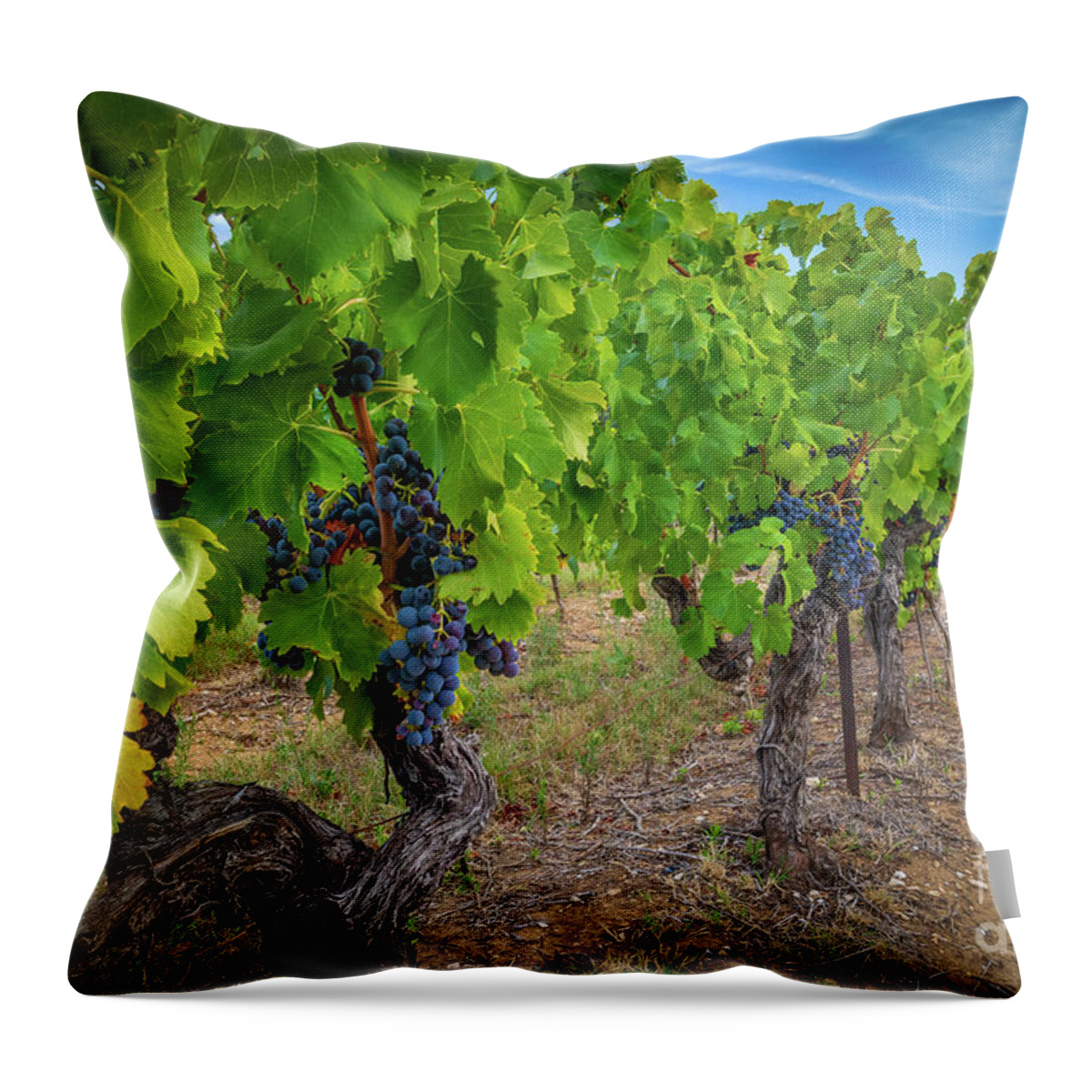 Coustellet Throw Pillow featuring the photograph Oppede Vineyard by Inge Johnsson