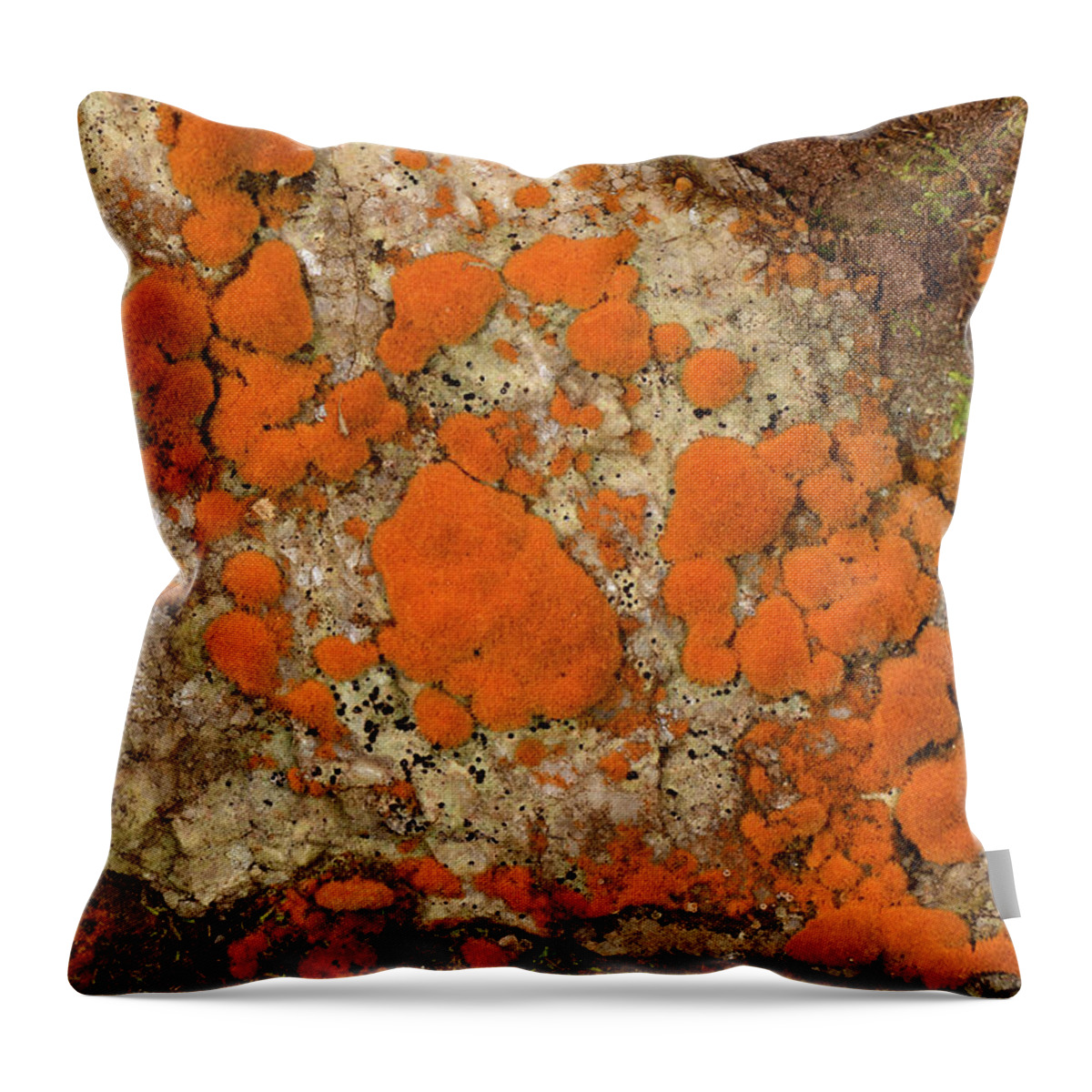 Plant Throw Pillow featuring the photograph Orange Alga On Damp Rocks, Brecon Beacons National Park by Will Watson / Naturepl.com