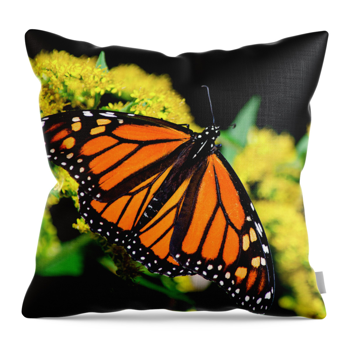Monarch Butterfly Throw Pillow featuring the photograph Orange Monarch Butterfly by Christina Rollo