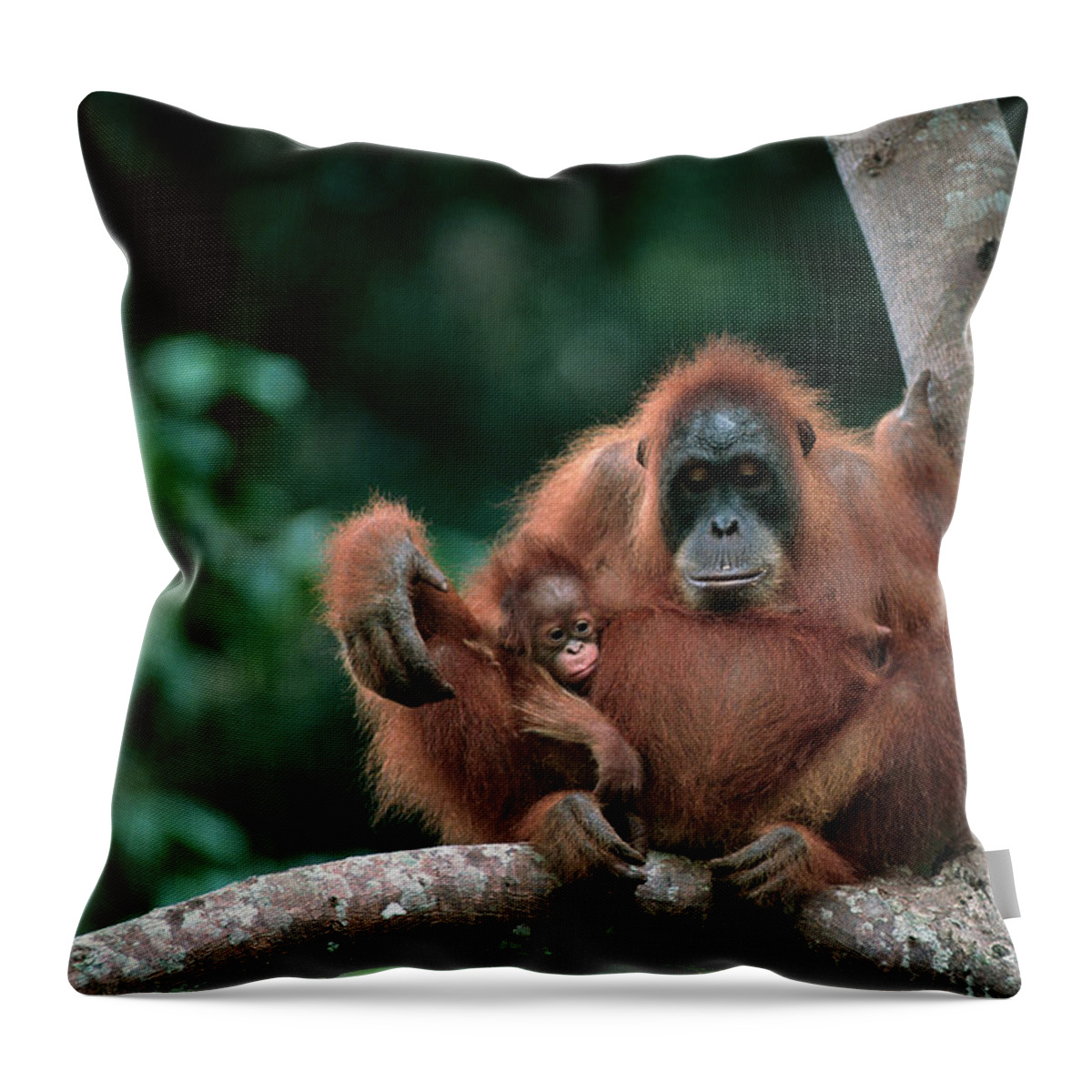 Animal Themes Throw Pillow featuring the photograph Orangutan Pongo Pygmaeus And Baby by Anup Shah