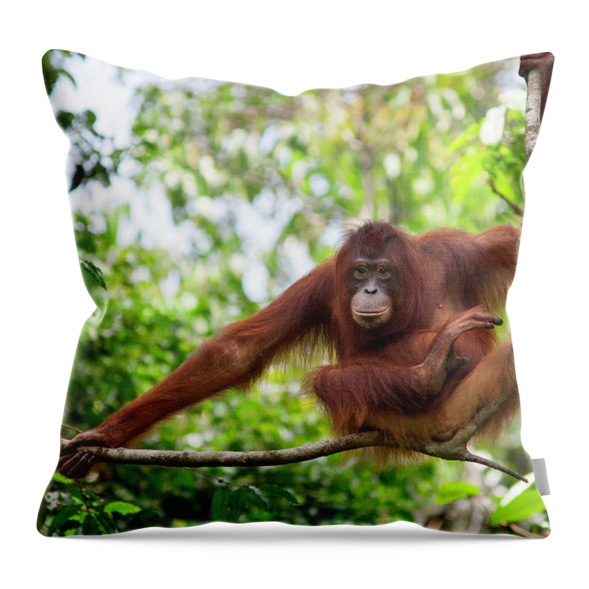 Suzi Eszterhas Throw Pillow featuring the photograph Orangutan Resting In Tree by Suzi Eszterhas