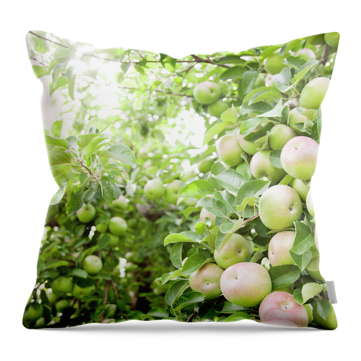 Outdoors Throw Pillow featuring the photograph Organic Apples Growing In Tree by Jacqueline Veissid