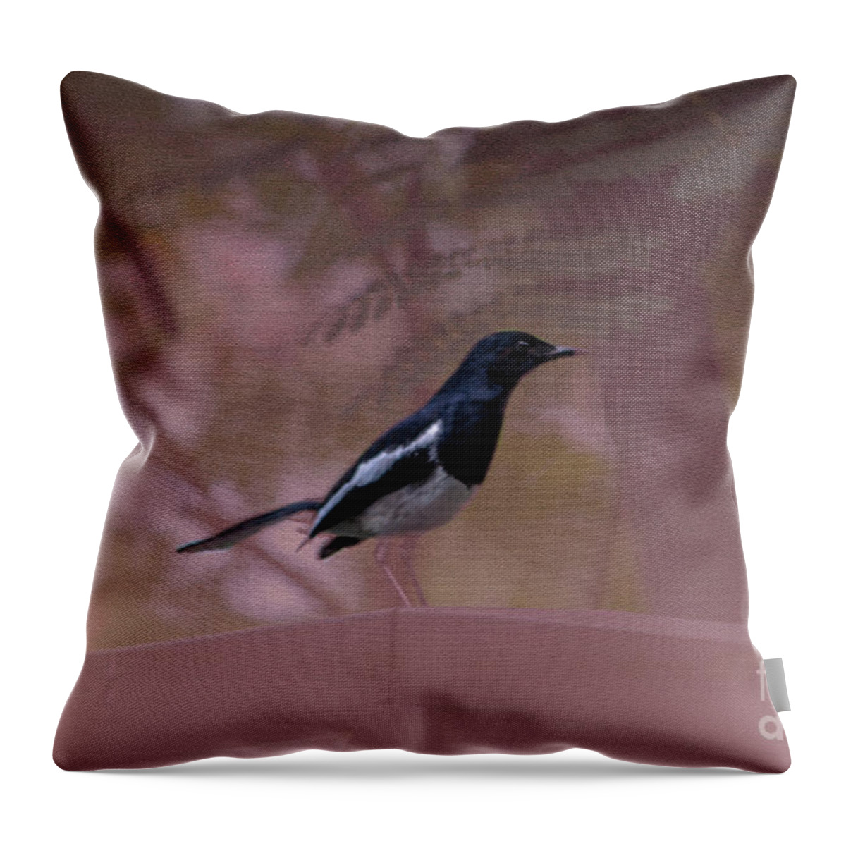 Michelle Meenawong Throw Pillow featuring the photograph Oriental Magpie-robin With Texture by Michelle Meenawong