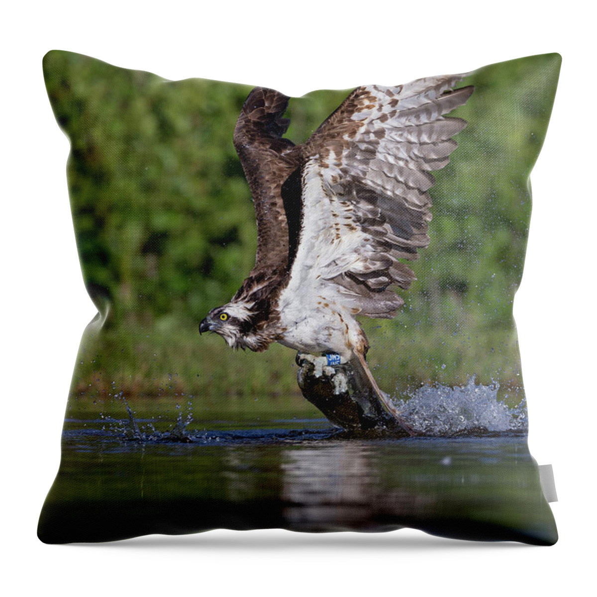 Osprey Throw Pillow featuring the photograph Osprey Dragging Fish by Pete Walkden