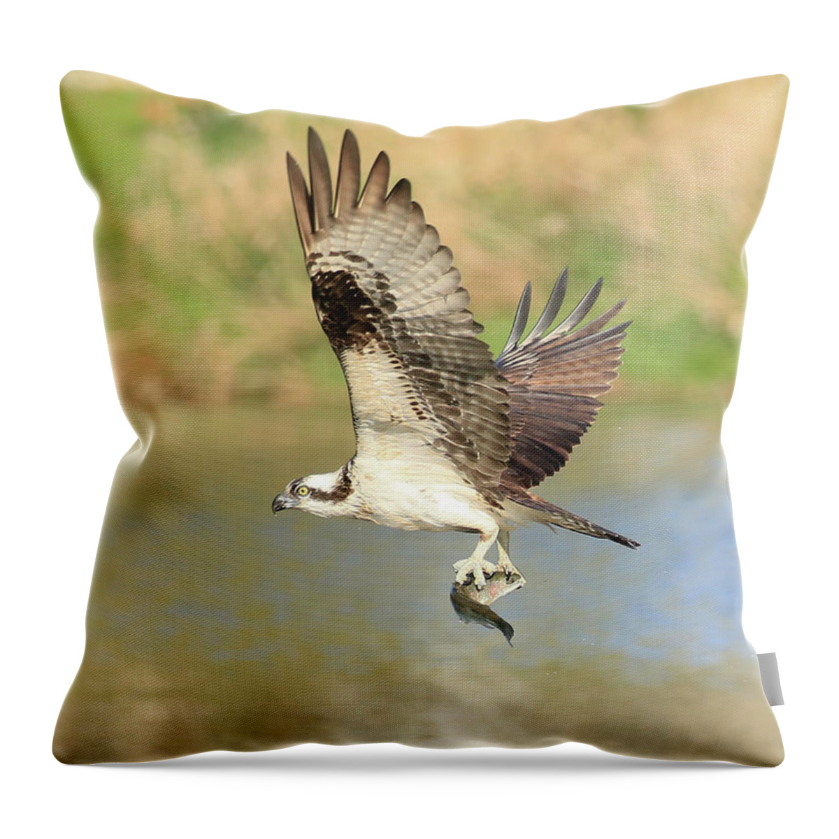 Osprey Throw Pillow featuring the photograph Osprey with Trout by Steve McKinzie