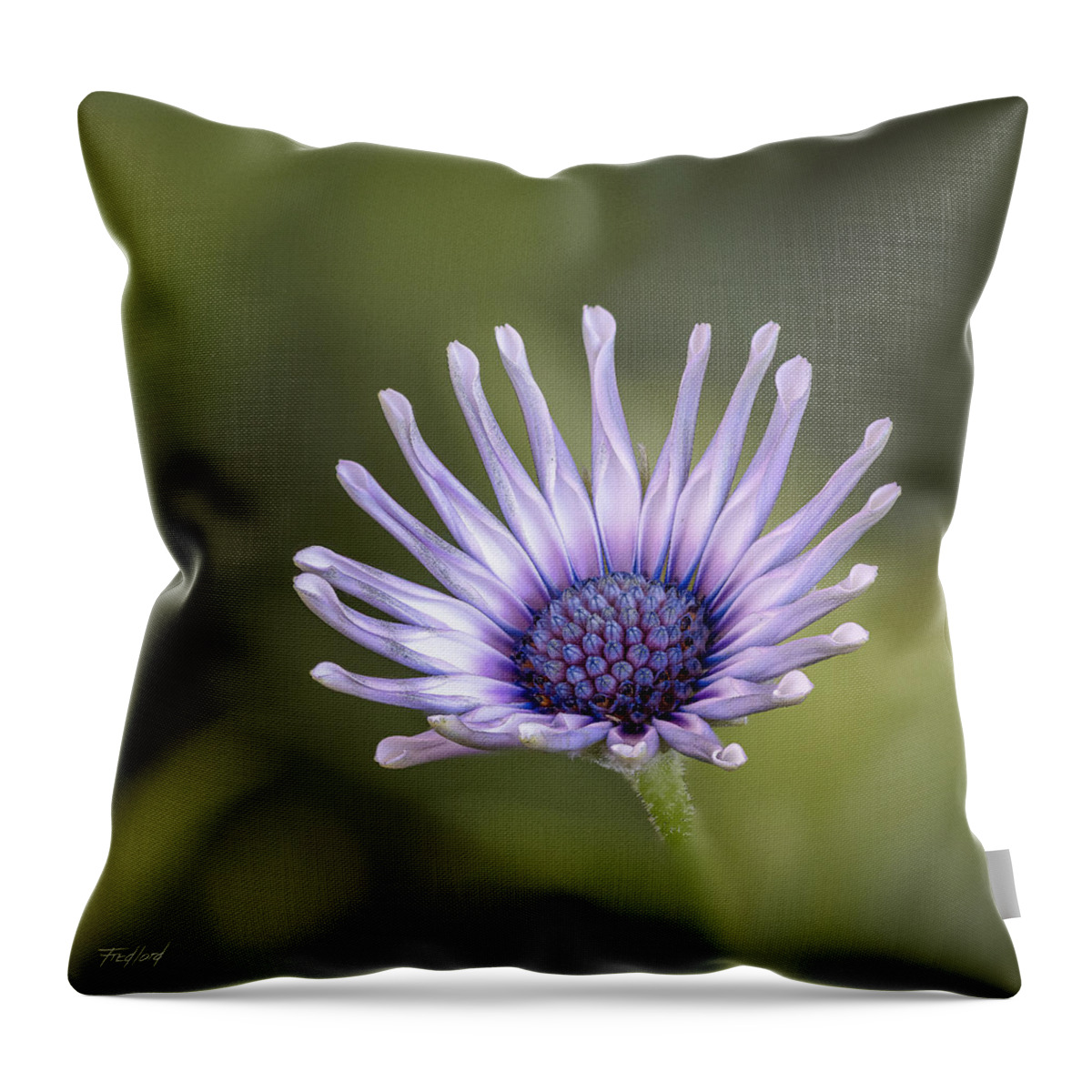 Daisy Throw Pillow featuring the photograph Osteospermum by Fred J Lord