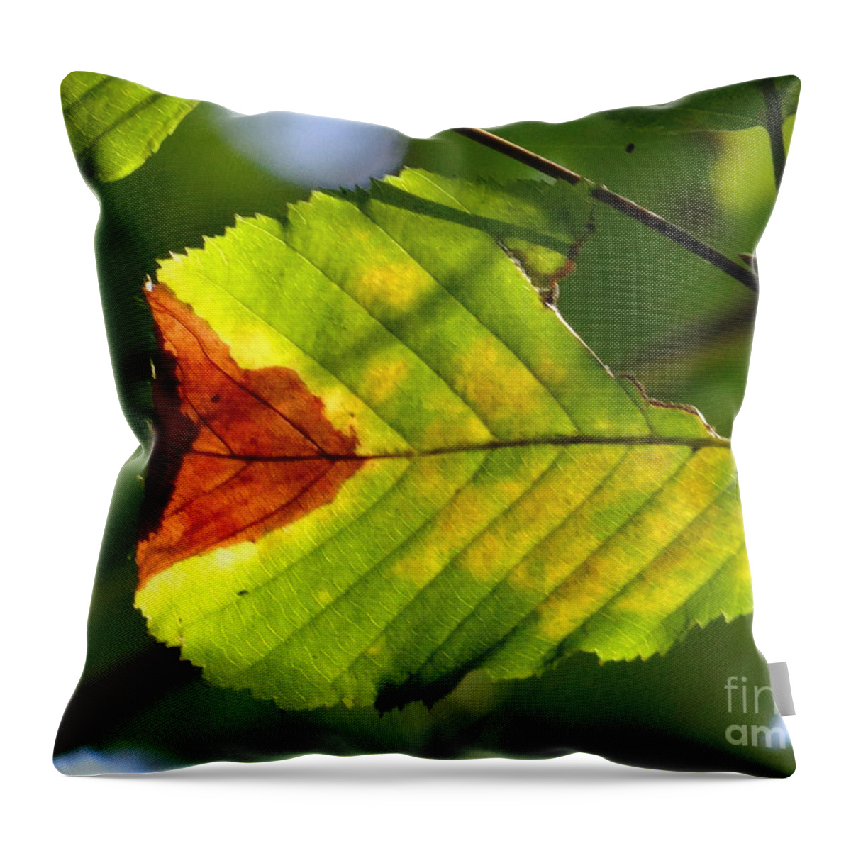 Leaf Throw Pillow featuring the photograph Outstanding leaf by Karin Ravasio