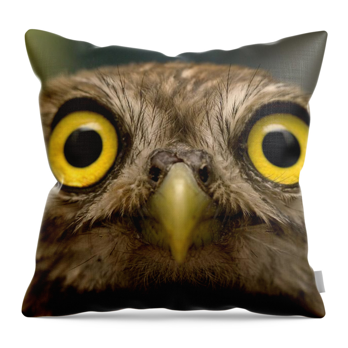 Estock Throw Pillow featuring the digital art Owl, Italy by Angelo Giampiccolo