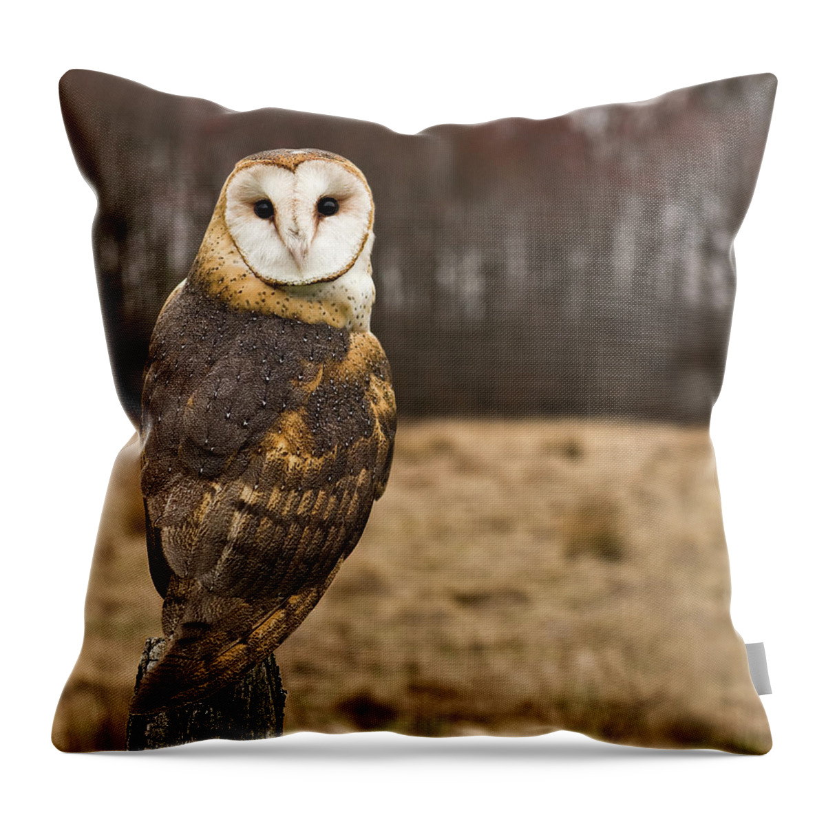 Alertness Throw Pillow featuring the photograph Owl Looking At Camera by Jody Trappe Photography