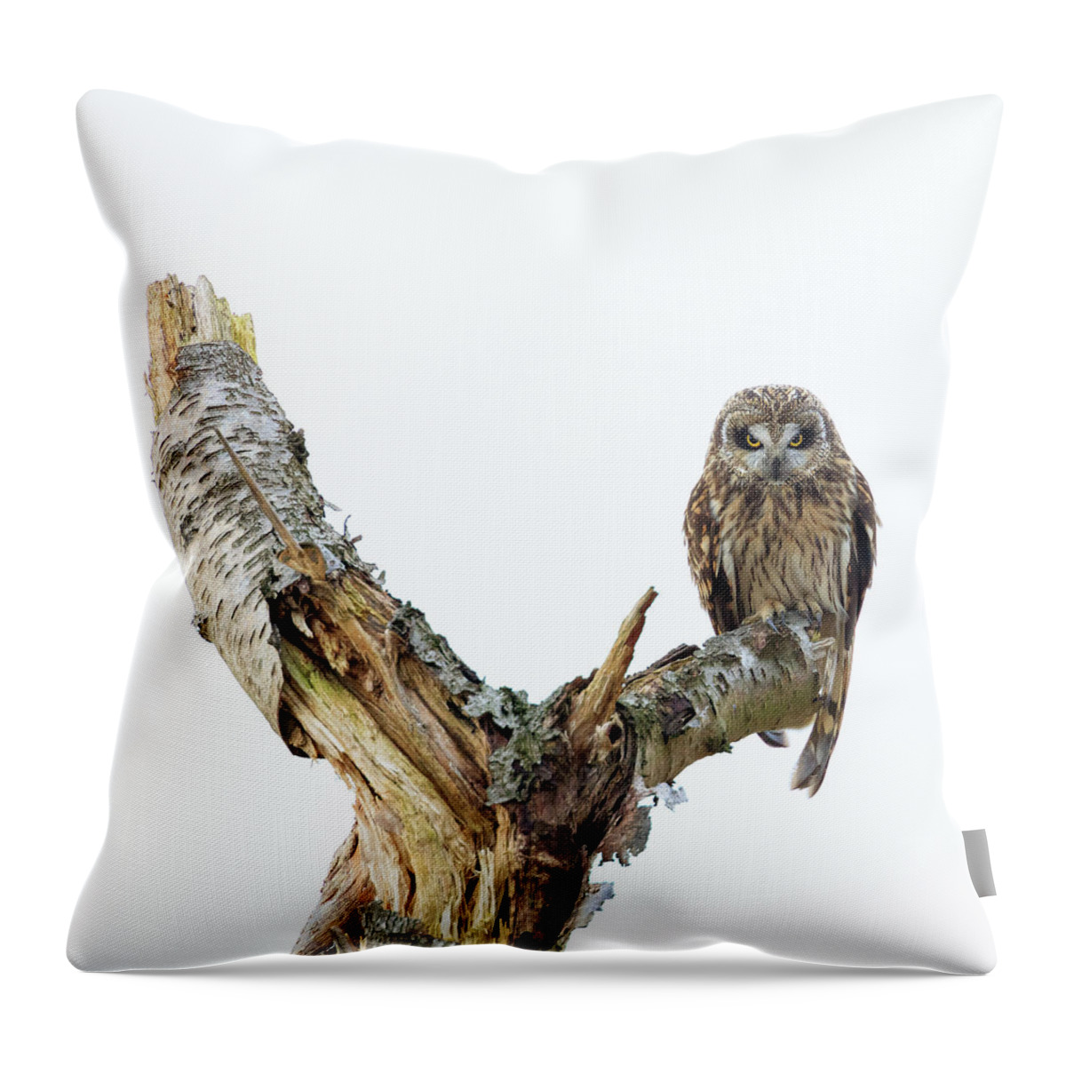 Eide Road Throw Pillow featuring the photograph Owl on Tree Stump by Briand Sanderson