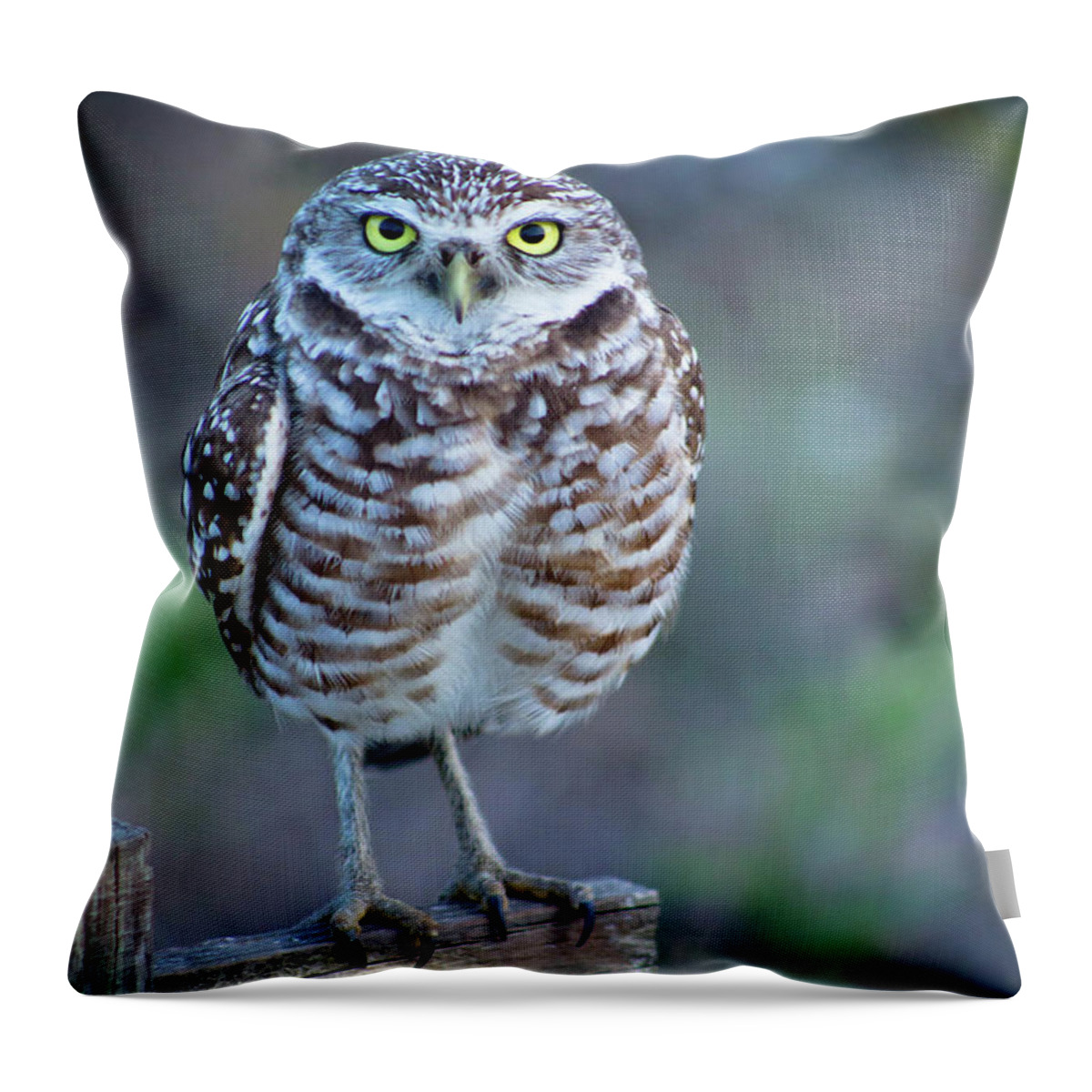 Cape Coral Throw Pillow featuring the photograph Owl Standing On Wooden Post by Nancy Rose
