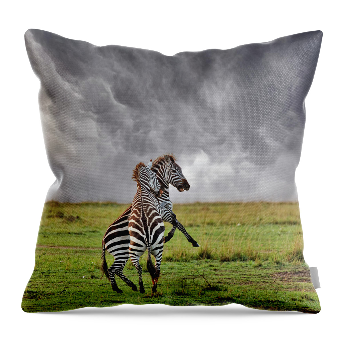 Kenya Throw Pillow featuring the photograph Pair Of Burchells Zebras Fighting by Adam Jones