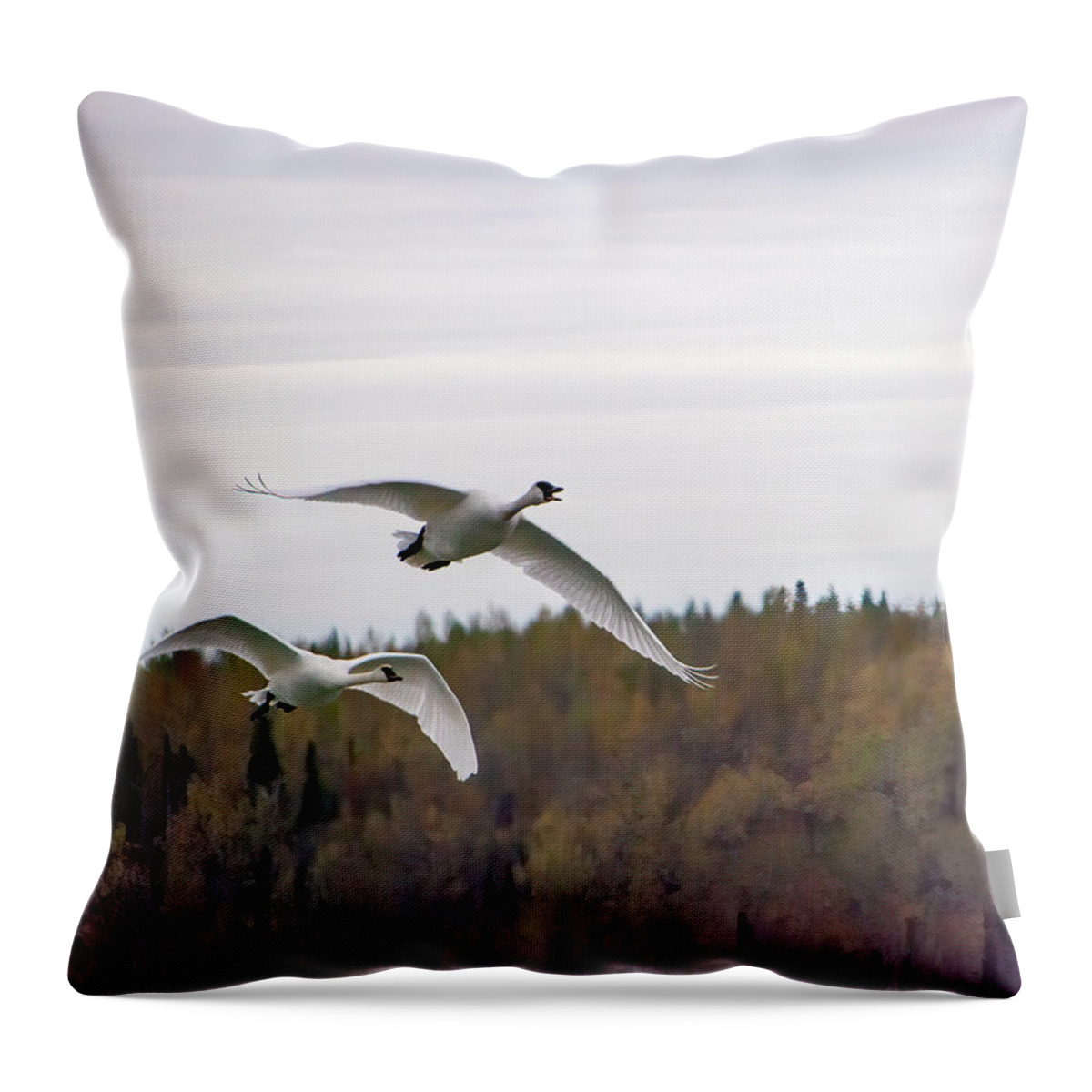 Pair Of Trumpeter Swans Throw Pillow featuring the photograph Pair of Trumpeter Swans by Phyllis Taylor