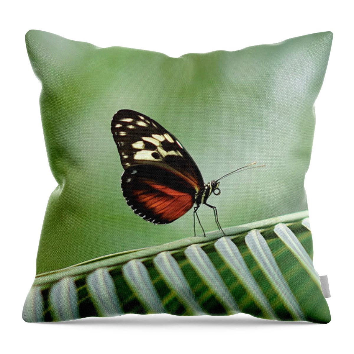 Butterfly Throw Pillow featuring the photograph Peaceful Beauty by Christine Chin-Fook
