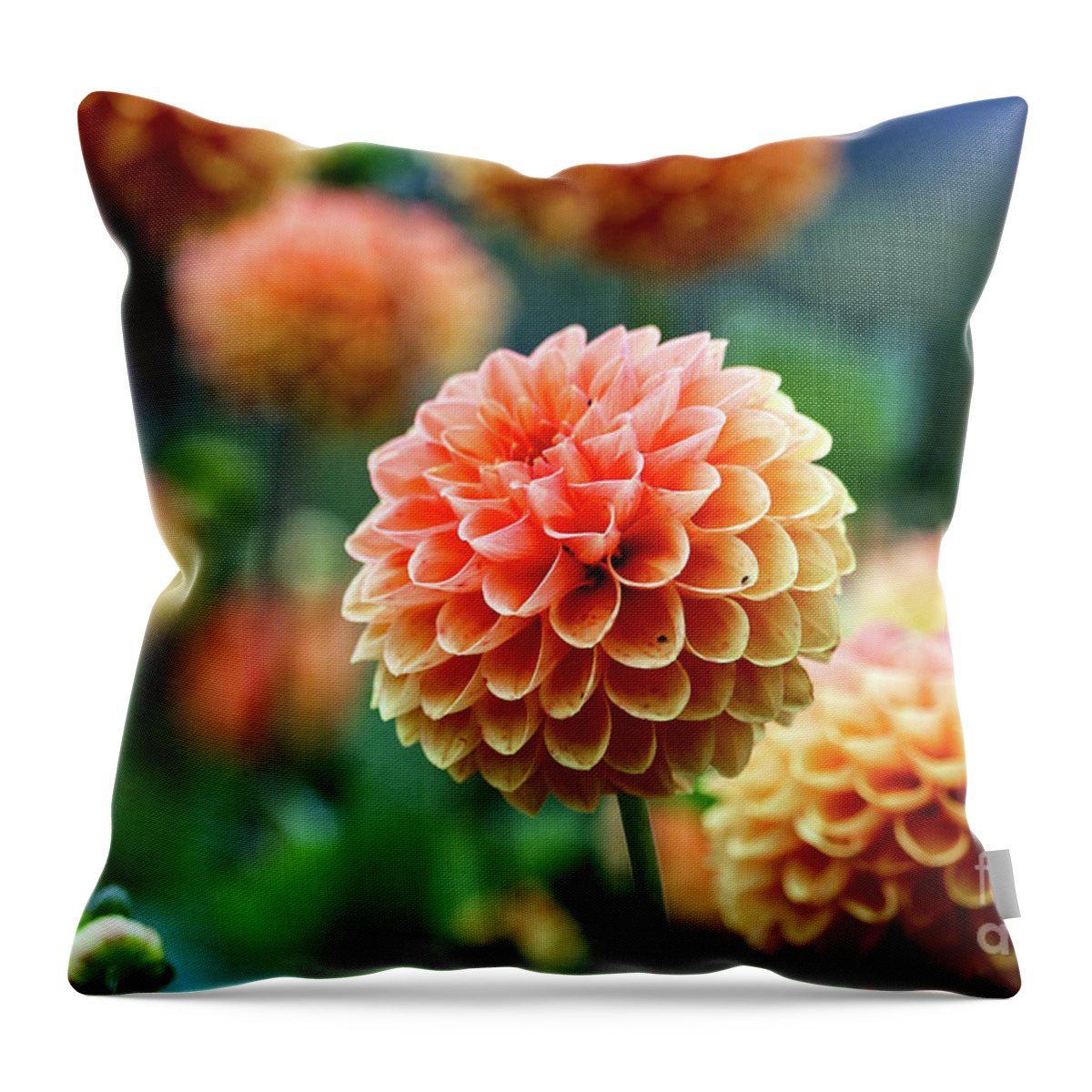 Autumn Throw Pillow featuring the photograph Peach Dahlias by Susan Rydberg