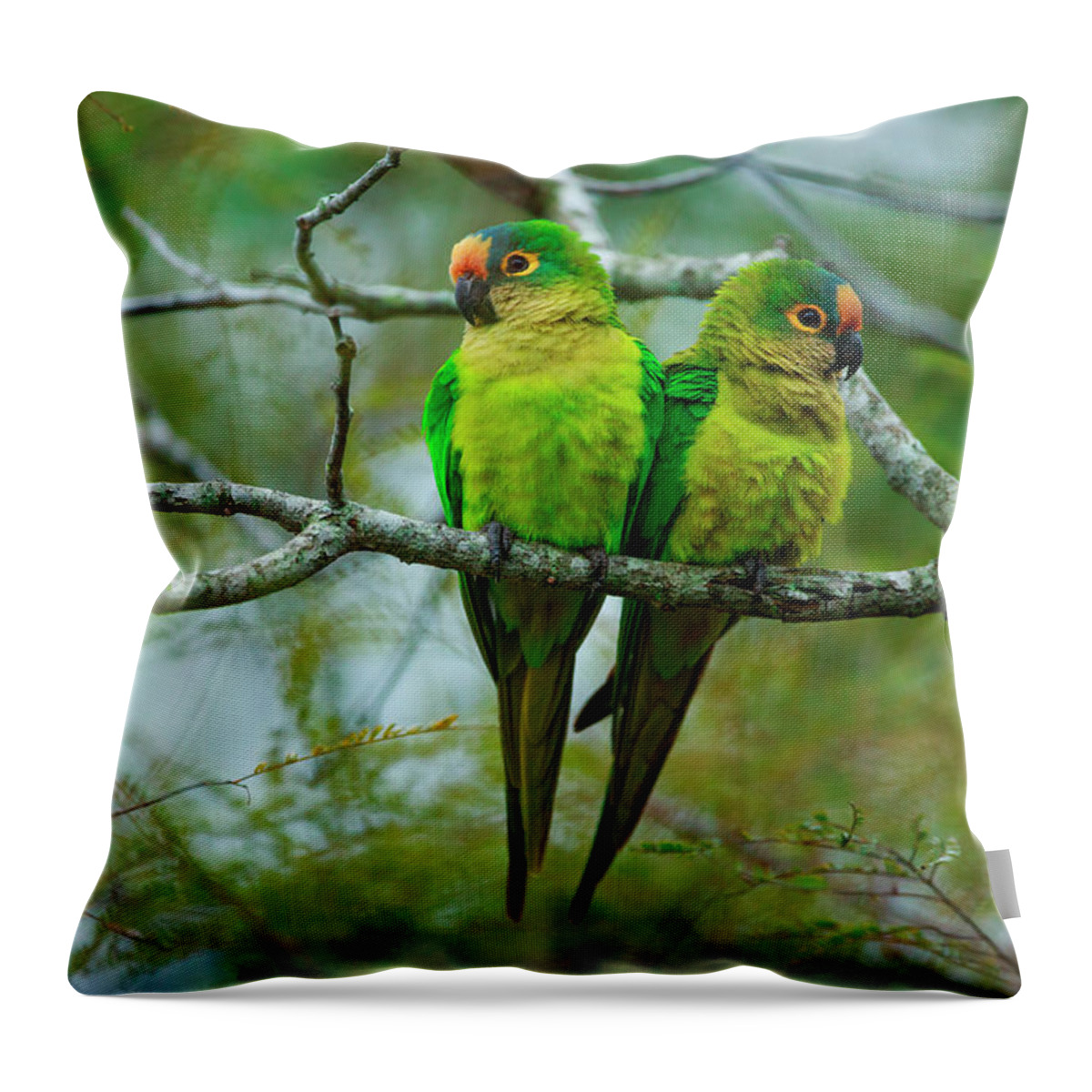 Vertebrate Throw Pillow featuring the photograph Peach-fronted Parakeets, Aratinga by Mint Images/ Art Wolfe