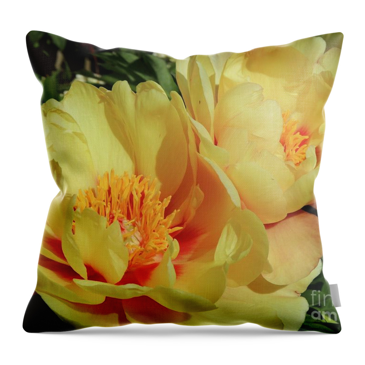Flower Throw Pillow featuring the photograph Peach Peonies by Julie Rauscher