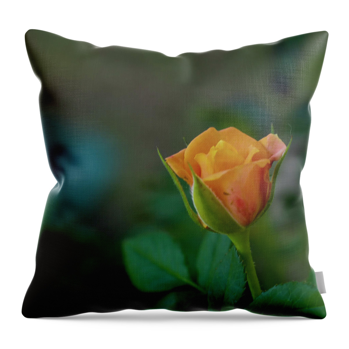 Rose Throw Pillow featuring the photograph Peach Rose 2 by C Winslow Shafer