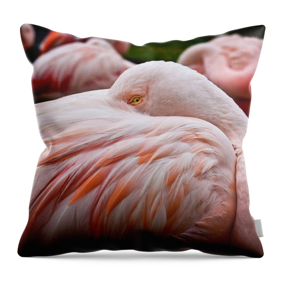 Animal Themes Throw Pillow featuring the photograph Peeping by Daqiao Photography