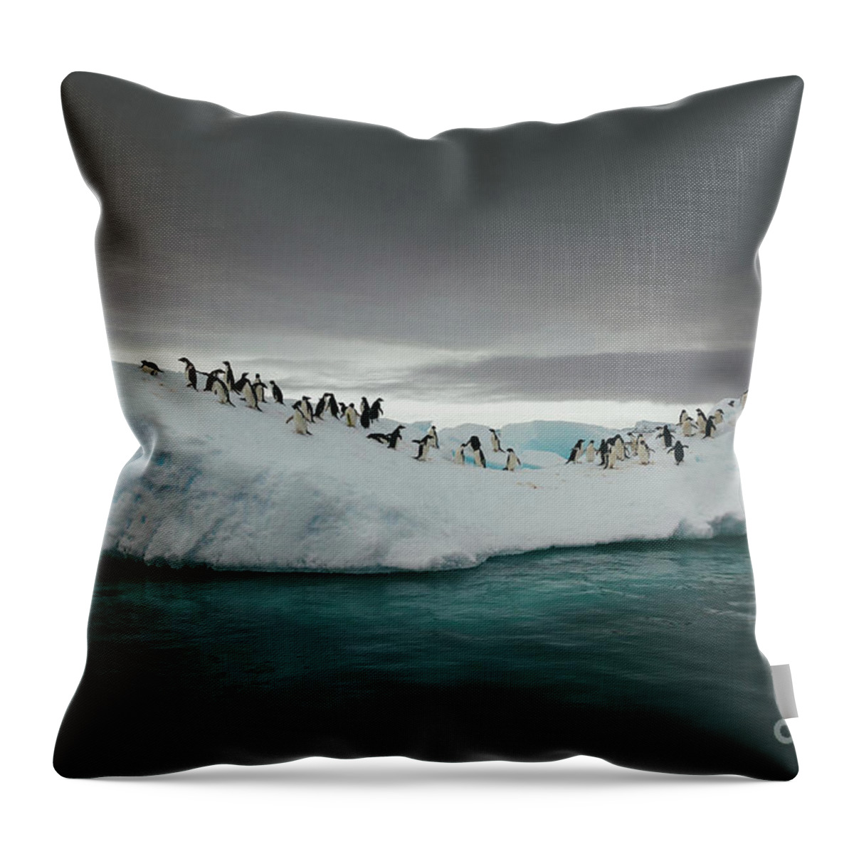 Iceberg Throw Pillow featuring the photograph Penguins On An Iceberg In The Sea by David Merron