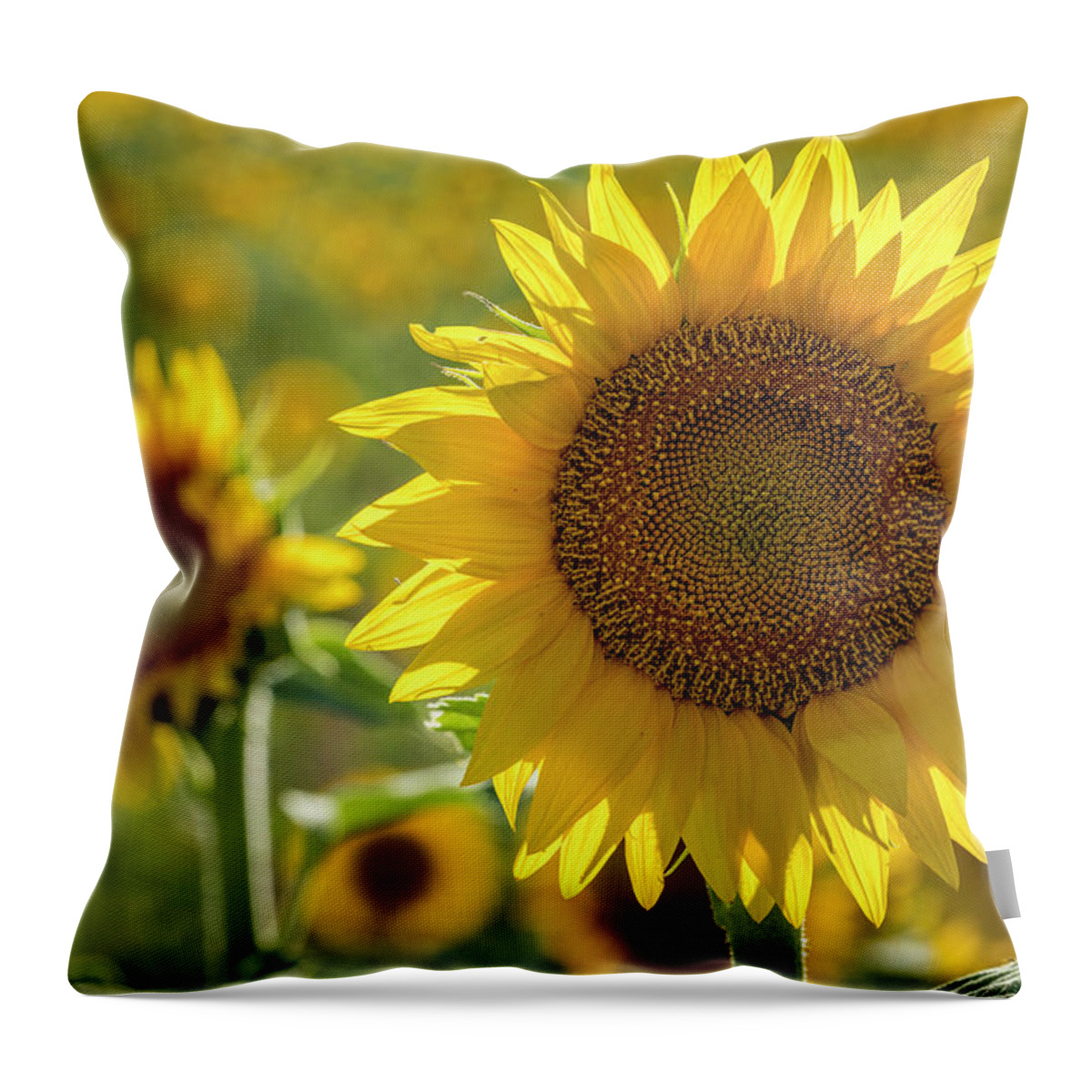 Colorado Throw Pillow featuring the photograph Perfect Sunflower Bloom by Teri Virbickis