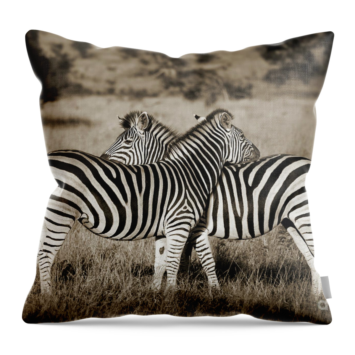 Zebras Throw Pillow featuring the photograph Zebra hug, Kruger Park, South Africa by Delphimages Photo Creations