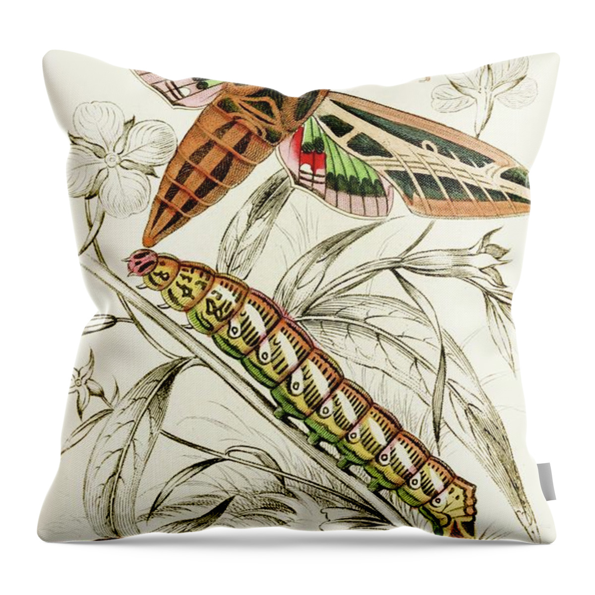 Illustration Throw Pillow featuring the painting Philampelus Vitis by James Duncan