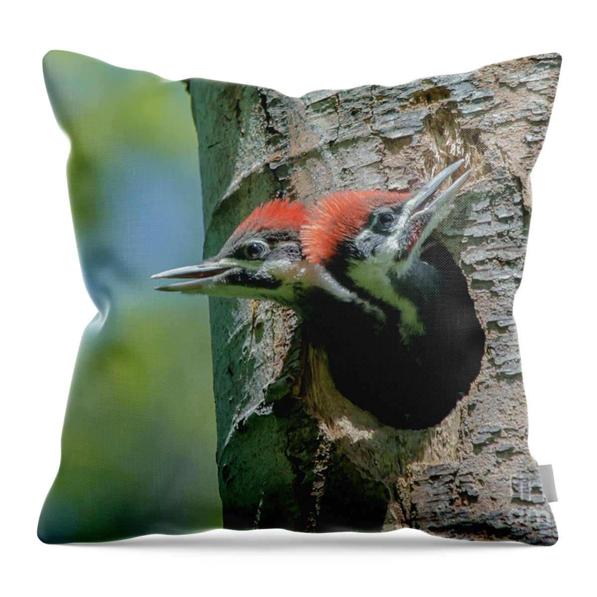 Cheryl Baxter Photography Throw Pillow featuring the photograph Pileated Woodpecker Chicks by Cheryl Baxter