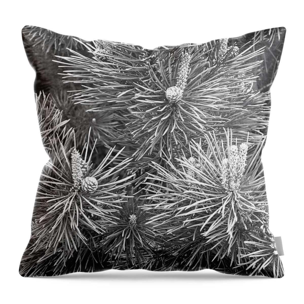 Needle Throw Pillow featuring the photograph Pine Cones And Needles, Close-up B&w by George Marks