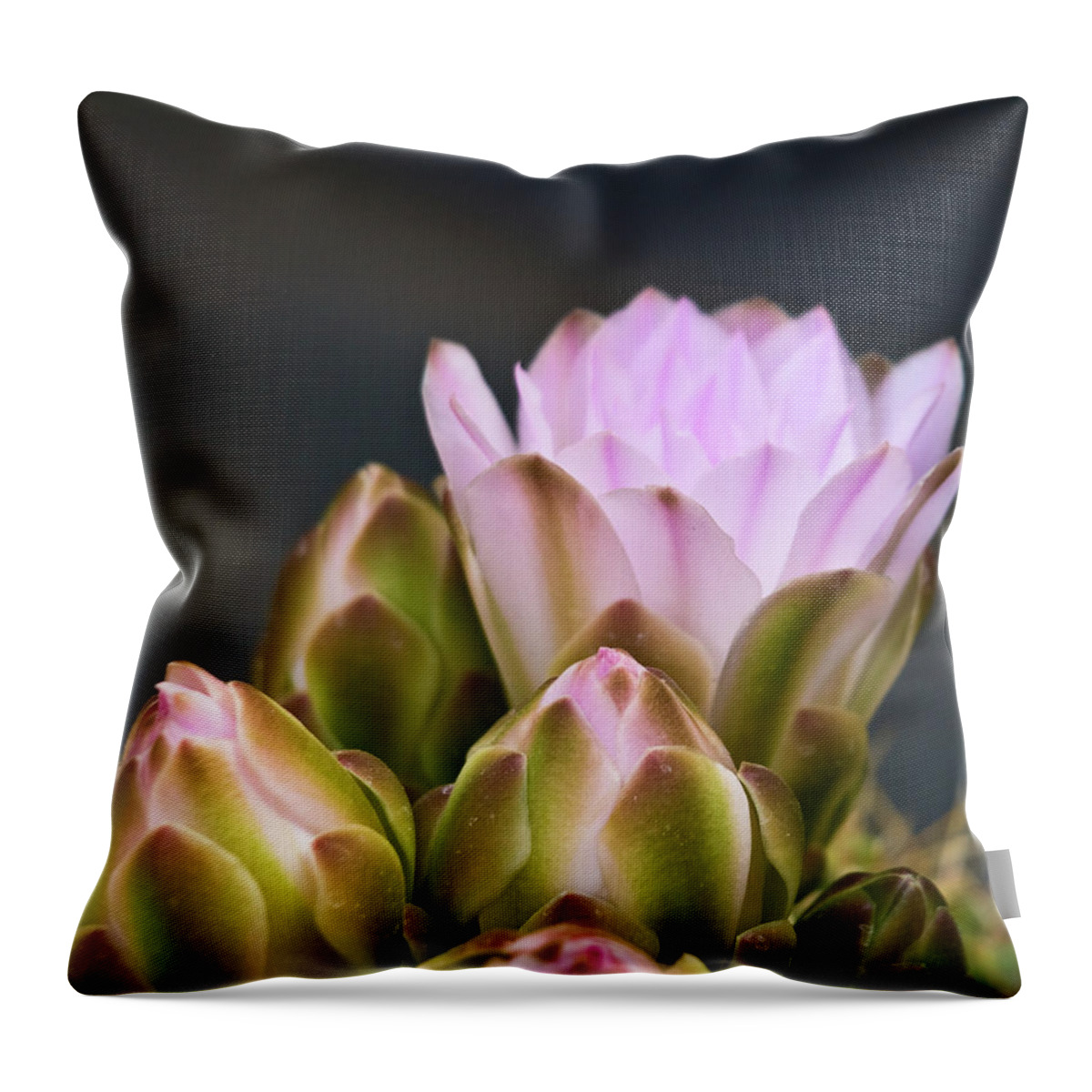 Sicily Throw Pillow featuring the photograph Pink Cactus Flowers by Andrea Rapisarda Photography