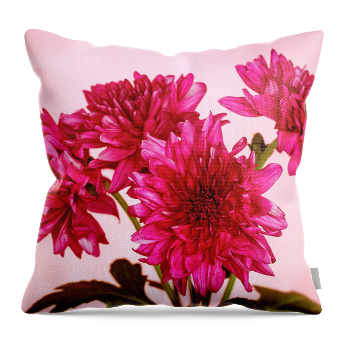 Chrysanth Throw Pillow featuring the photograph Pink Chrysanths by Tanya C Smith