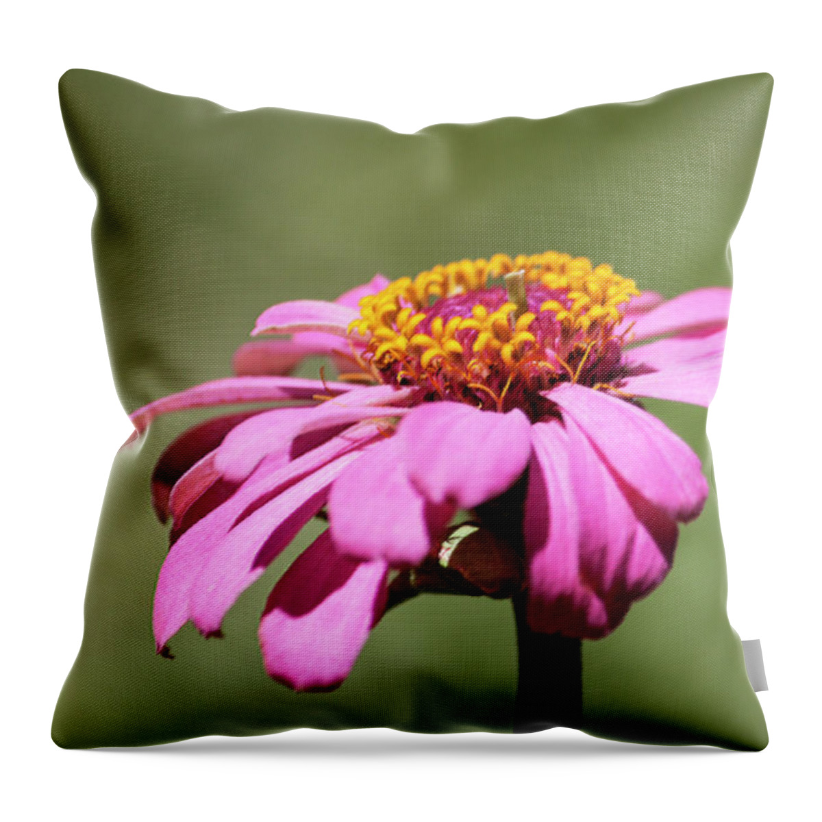 Photograph Throw Pillow featuring the photograph Pink Coneflower in Pastel by Suzanne Gaff