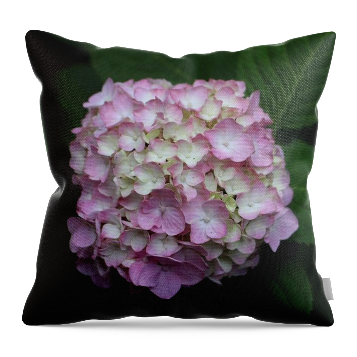 Pink Throw Pillow featuring the photograph Pink Hydrangea by Christopher Lotito