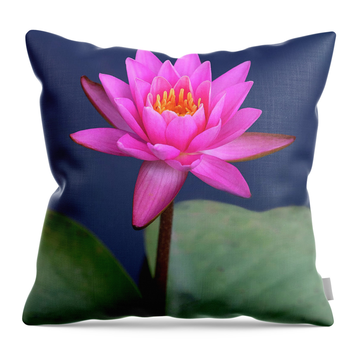 Flower Throw Pillow featuring the photograph Pink on Blue by Art Cole