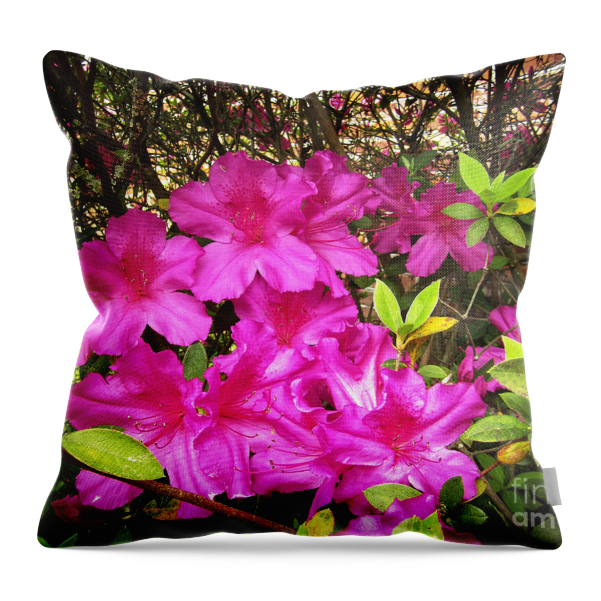 Spring Throw Pillow featuring the photograph Pink Outside by Robert Knight