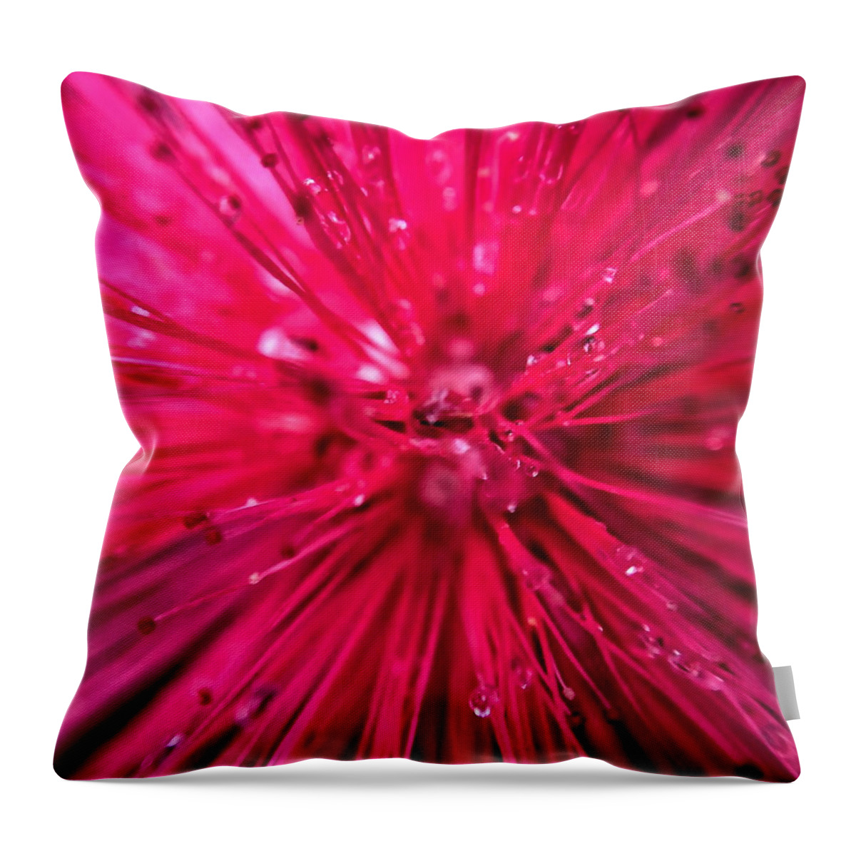 Pink Powder Puff Throw Pillow featuring the photograph Pink Powder Puff Flower Closeup by Jori Reijonen