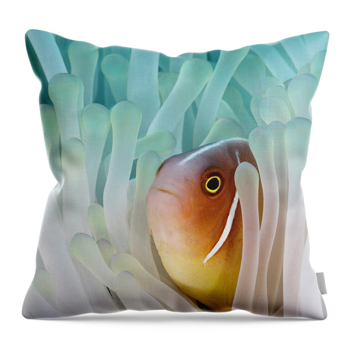 Underwater Throw Pillow featuring the photograph Pink Skunk Clownfish by Liquid Kingdom - Kim Yusuf Underwater Photography