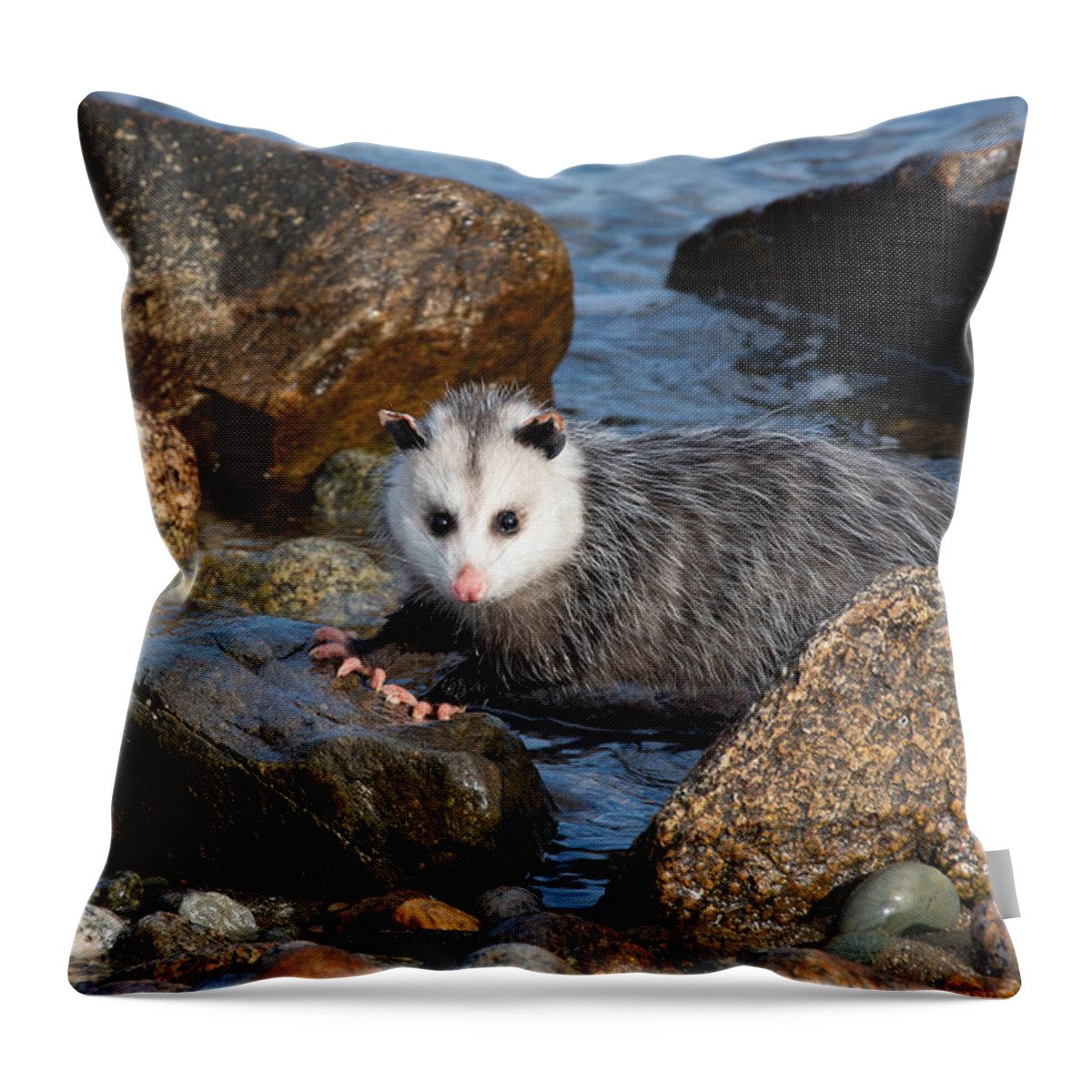 Opossum Throw Pillow featuring the photograph Pink Toes by Linda Bonaccorsi