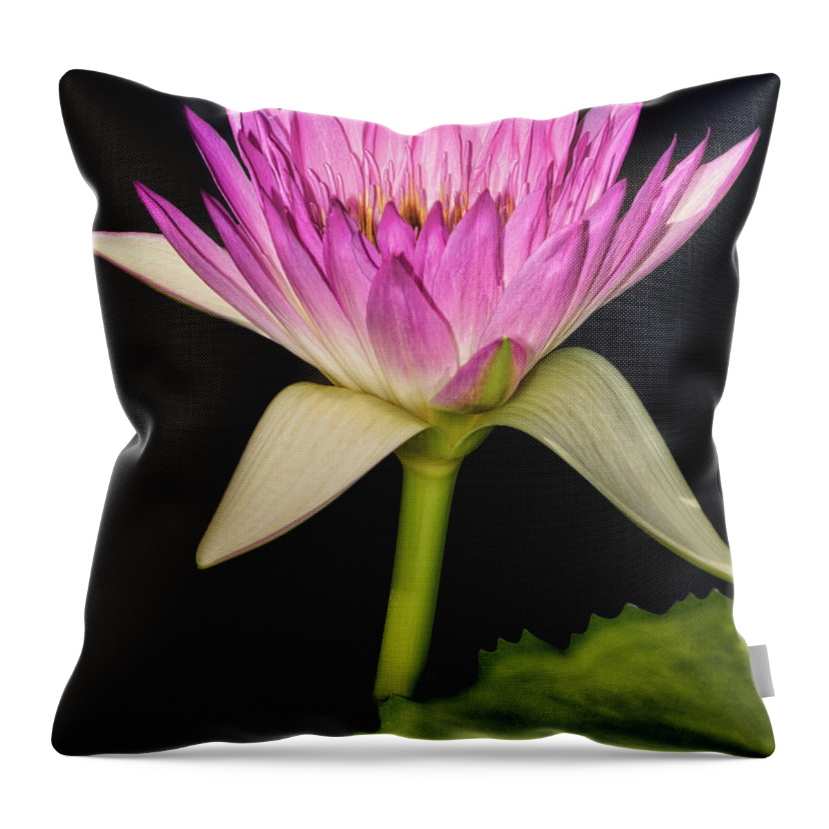 Waterlillies Throw Pillow featuring the photograph Pink Waterlily by Susan Candelario