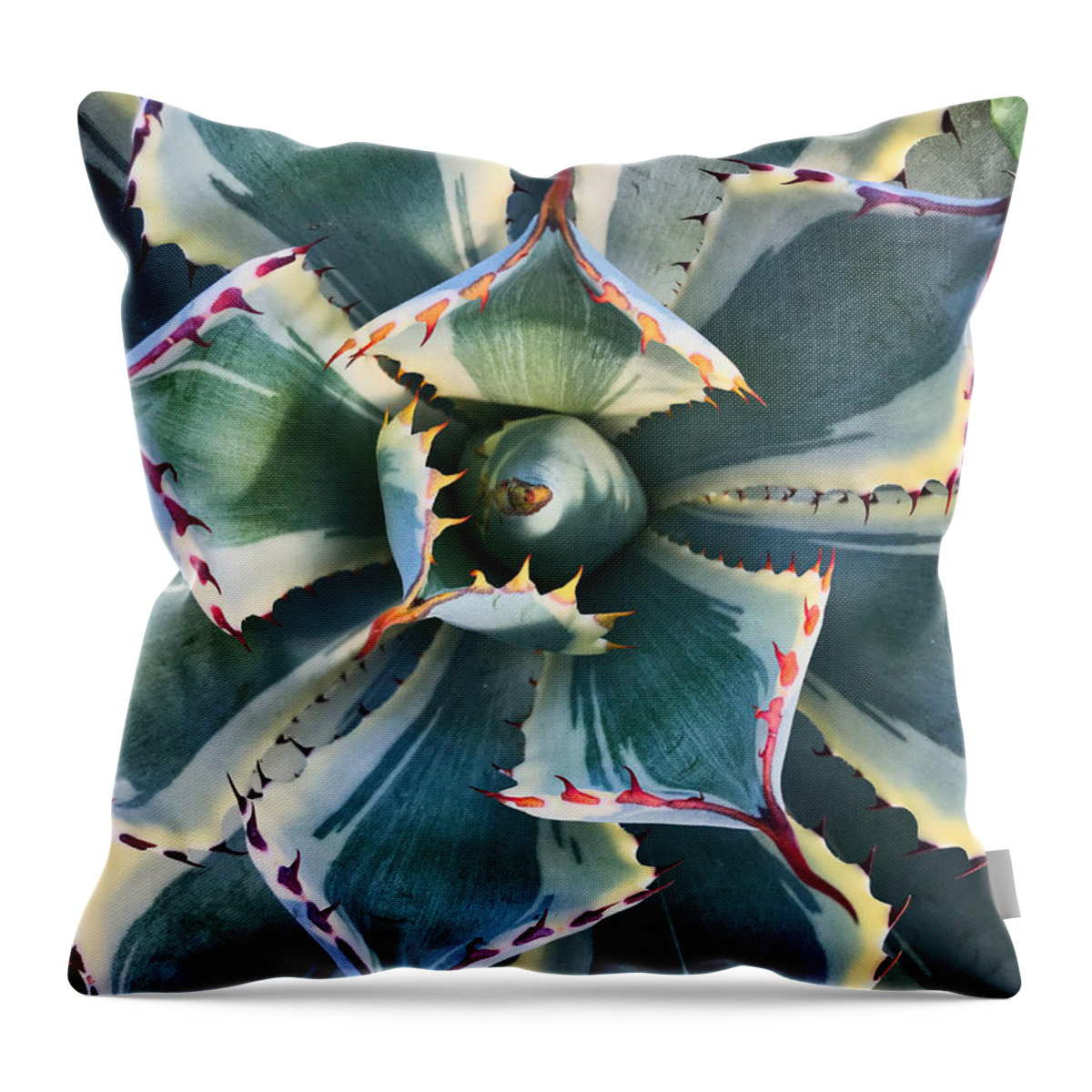 Plant Throw Pillow featuring the photograph Pinwheel Succulent by Tom Gresham